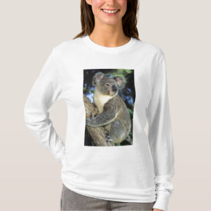 Camiseta Coala, Phascolarctos cinereus), Austrália,