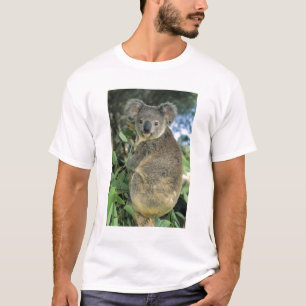 Camiseta Coala, Phascolarctos cinereus), em perigo,