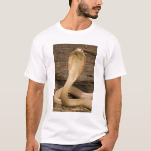 Camiseta Cobra Monóculo Albina, Naja kaouthia, enrolada