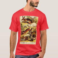 Coelho-do-casaco - Lebre - Coelho selvagem - Litho