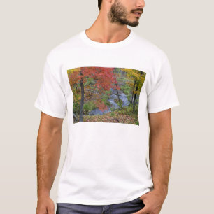 Camiseta Coles Creek alinhada com árvores de bordo de outon