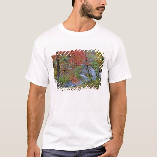 Camiseta Coles Creek alinhada com árvores de bordo de outon (Frente)