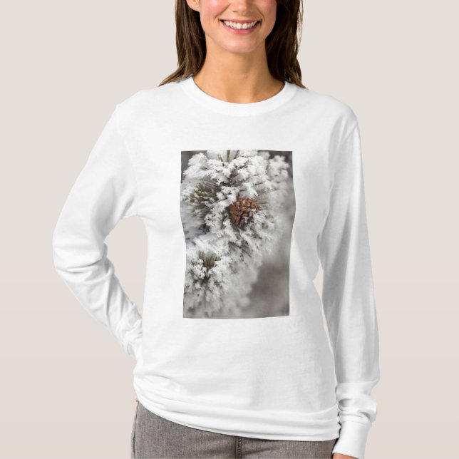 Camiseta Cone Lodgepole Pine no inverno em Yellowstone (Frente)