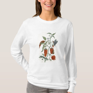 Camiseta Consolda-maior, "de um erval curioso", 1782