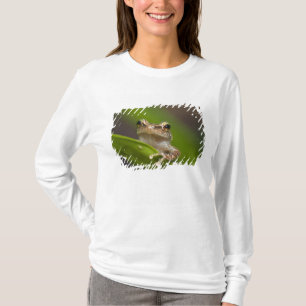 Camiseta Coqui comum, coqui do Eleutherodactylus, EL