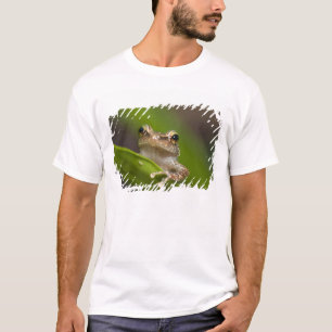 Camiseta Coqui comum, Eleutherodactylus coqui