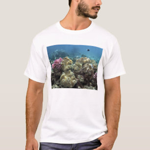 Camiseta Coral, Recife Agincourt, Grande Barreira de Coral,