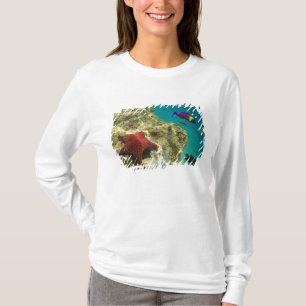 Camiseta Cortez Rainbow Wrasse macho e fêmea e mar