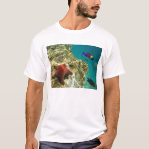 Camiseta Cortez Rainbow Wrasse macho e fêmea e mar