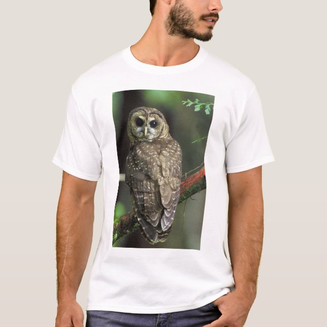 Camiseta Coruja-Norte - Strix occidentalis caurina (Frente)