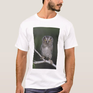 Camiseta Coruja-pequena, Megascops asio, Otus 2