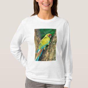 Camiseta Costa Rica, Arara Azul e Amarela, Arara-verde-gran