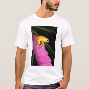Camiseta Costa Rica. Close-up de sapo venenoso