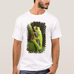 Camiseta Costa Rica, Monteverde, sapo de árvore