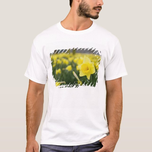 Camiseta Daffodilos (RF) (Frente)