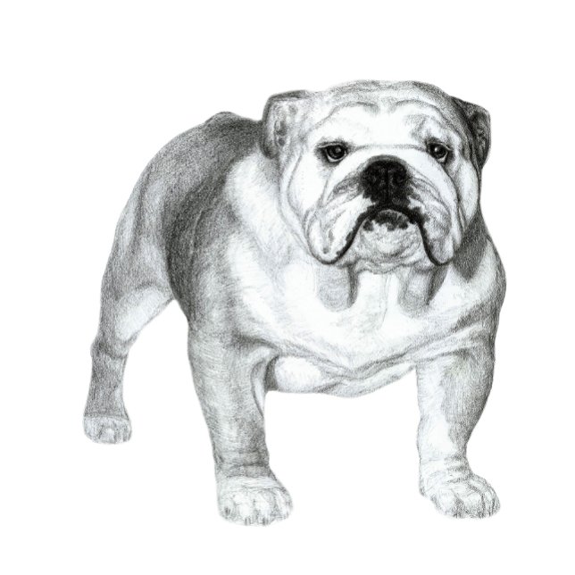 Camiseta desenho de lápis para Buldogue Inglês (Hand-drawn English Bulldog )