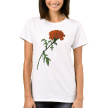 Desenho de Tinta da Flor Marigold Francês