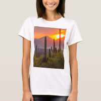 Desert cactus sunset, Arizona