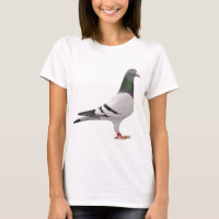 design do pombo