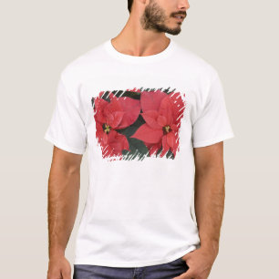 Camiseta Detalhe da Poinsettia Vermelha (Euphorbia pulcherr