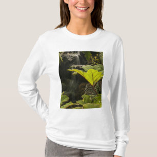 Camiseta Detalhe de planta em um jardim botânico, Equador