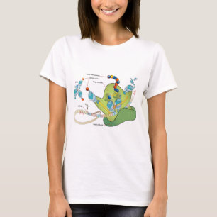 Camiseta Diagrama de moléculas de mRNA tRNA ribossomo prote