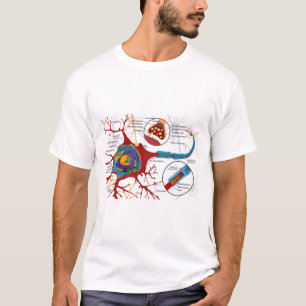 Camiseta Diagrama Neurônio Completo Célula Nervo Sistema Ne