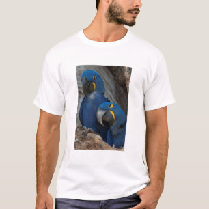 Camiseta Dois Araras-Azuis, Brasil
