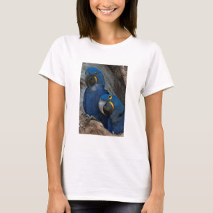 Camiseta Dois Macaws do jacinto, Brasil