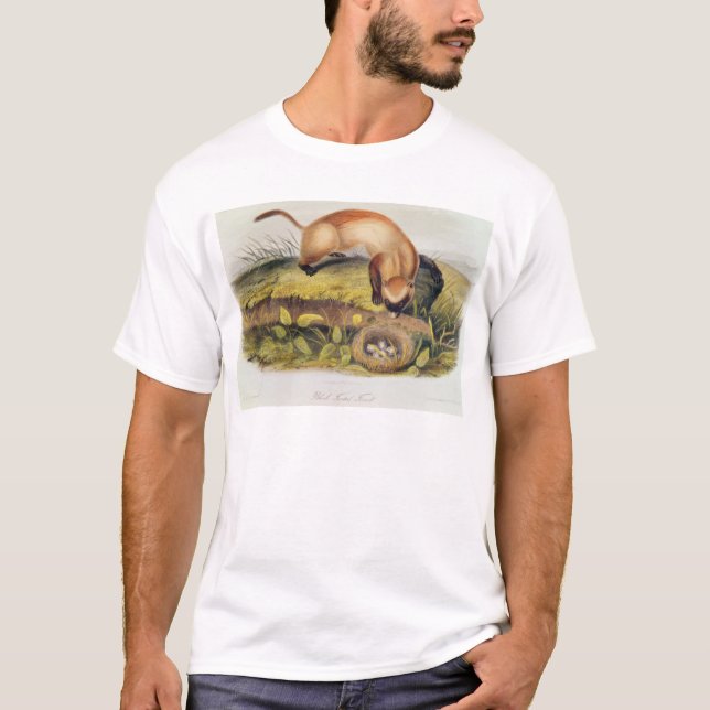 Camiseta doninha Preto-footed (Frente)