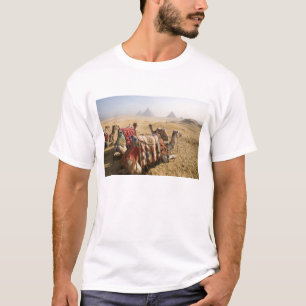 Camiseta Egito, Cairo. Camelos em repouso