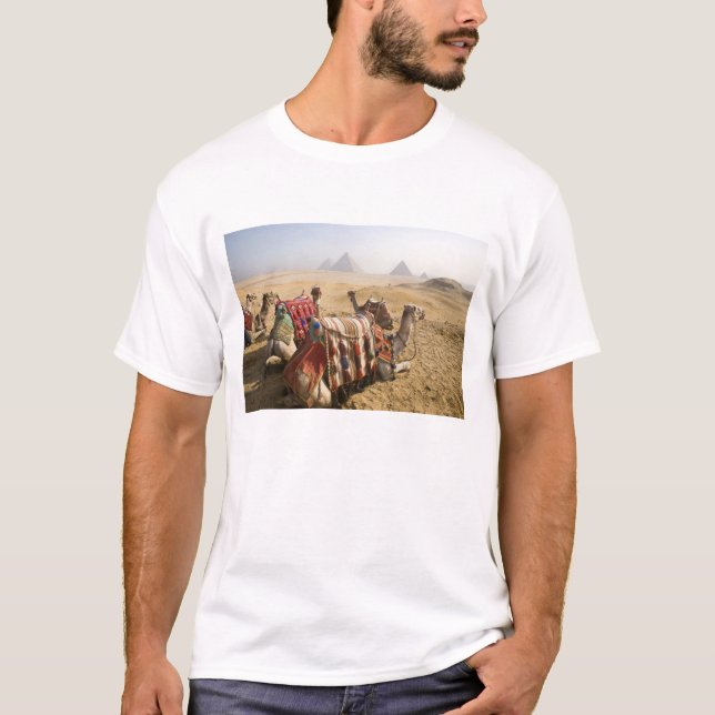Camiseta Egito, Cairo. Camelos em repouso (Frente)