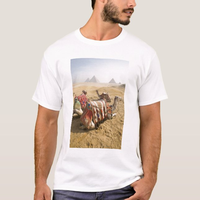 Camiseta Egito, Cairo. Camelos em repouso (Frente)