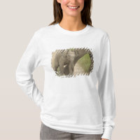 Elefante indiano / asiático e filhote, Corbett 2