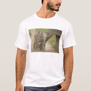 Camiseta Elefante indiano / asiático e filhote, Corbett 2