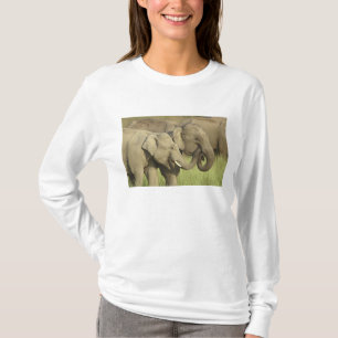 Camiseta Elefantes asiáticos indianos