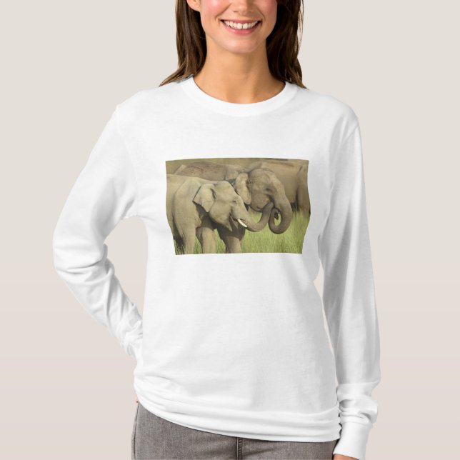 Camiseta Elefantes asiáticos indianos (Frente)