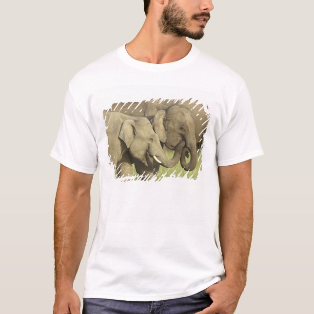 Camiseta Elefantes asiáticos indianos (Frente)