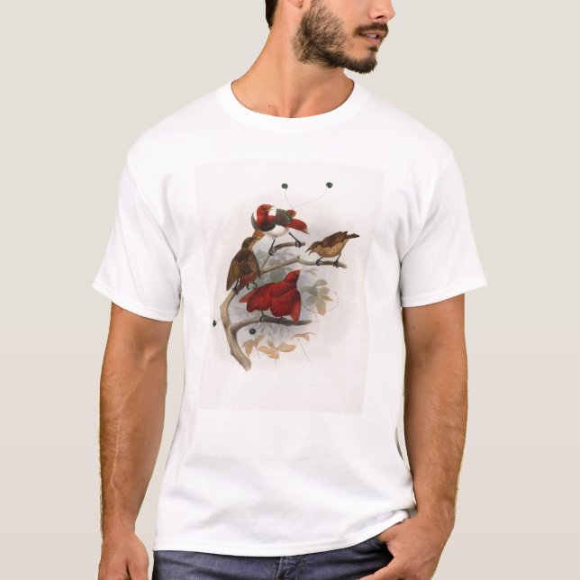 Camiseta Elliot - Cicinnurus régios - rei pássaro do (Frente)