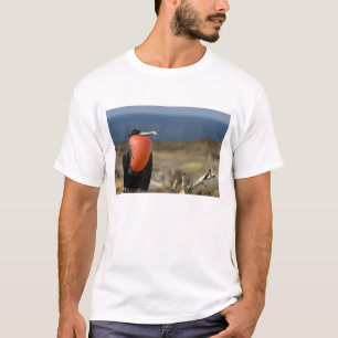 Camiseta Equador, Galápagos, Ilha de Genovesa. Príncipe