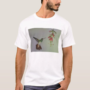 Camiseta Equador, Tandayapa Bird Lodge. Rabo-de-fogo