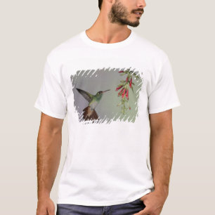 Camiseta Equador, Tandayapa Bird Lodge. Rabo-de-fogo