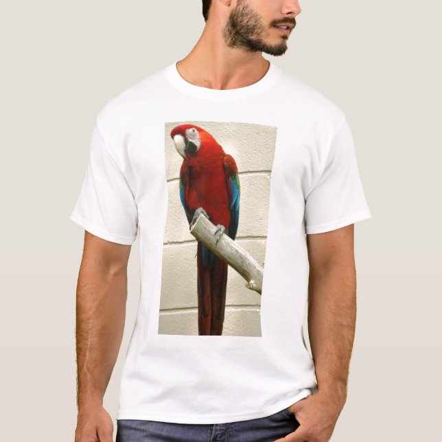 Camiseta Escarlate do Macaw (Frente)
