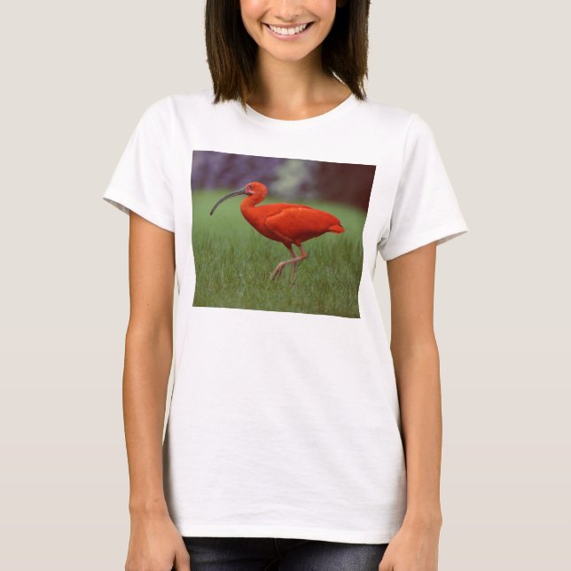 Camiseta Escarlate dos íbis (Frente)