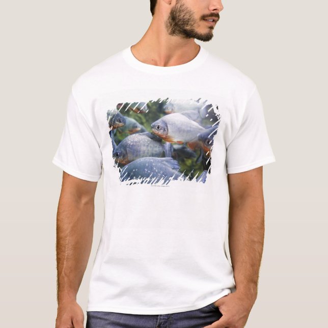 Camiseta Escola dos Piranhas (nattereri de Pygocentrus) (Frente)