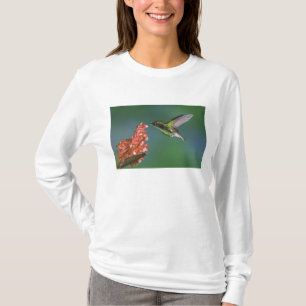 Camiseta Esmeralda de Cabeça Coppery, Elvira cupreiceps,
