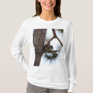 Camiseta Esquilo em uma árvore de pinheiro