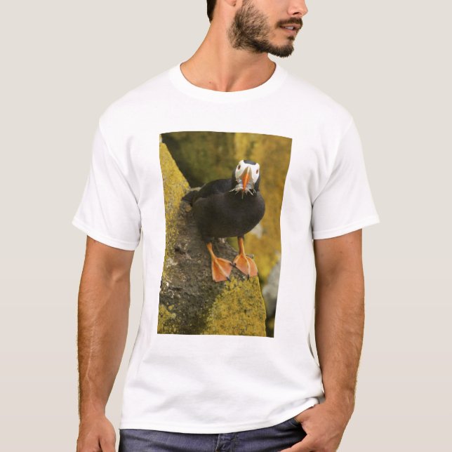Camiseta EUA, Alasca, Ilhas Pribilof, Rua Paul. Tufado (Frente)