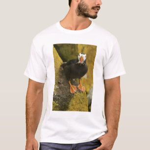 Camiseta EUA, Alasca, Ilhas Pribilof, St Paul. Tufted