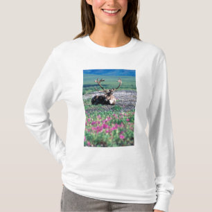 Camiseta EUA, Alasca, Parque Nacional Denali, Rena